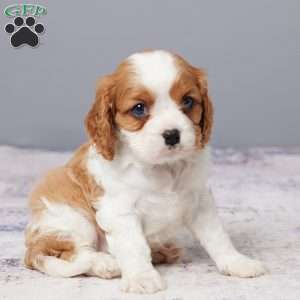 Ryder, Cavalier King Charles Spaniel Puppy